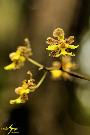 adj_9772_Tiny yellow orchid_fb