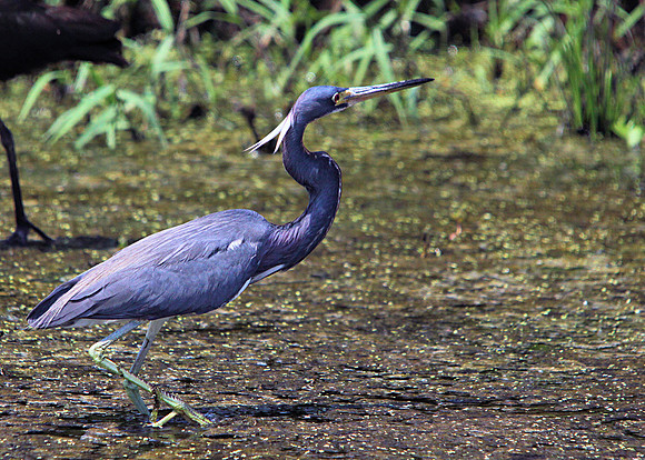 Tricolored Heron