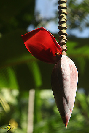 adj_9425_Banana flower