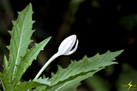 adj_0624_Tiny white flowerette_fb