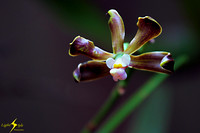 adj_0678_Tiny dark purple orchid_fb