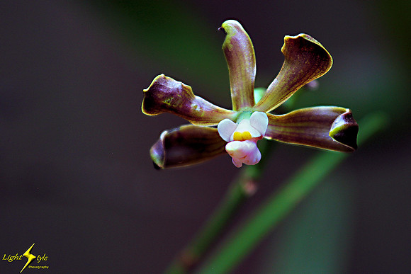 adj_0678_Tiny dark purple orchid_fb