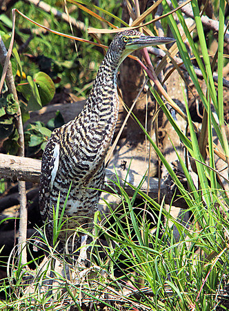 Bare-throated Tiger Heron