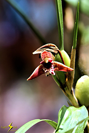 adj_0781_Tiny white-purple mottled orchid_fb