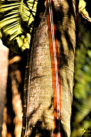 adj_9884_Raceway of colored vines_fb