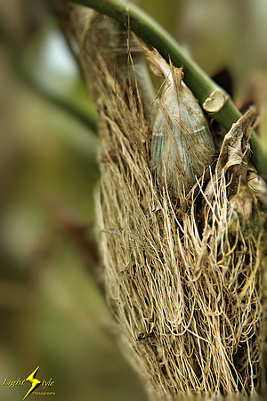 adj_9770_Orchid bulb_fb