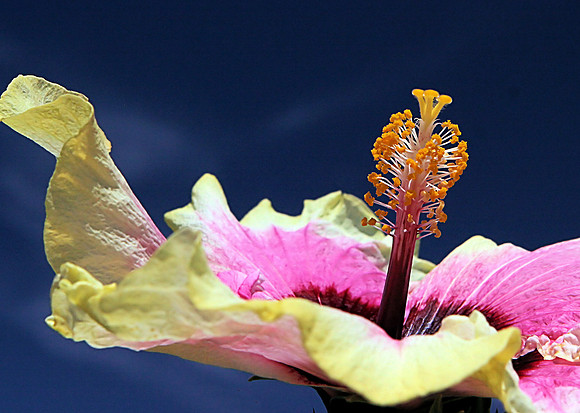 Hibiscus Detail