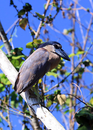 Boat-billed Heron
