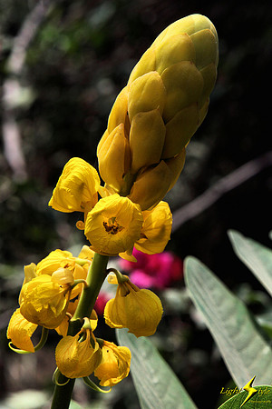 adj_Camarones flower_8419