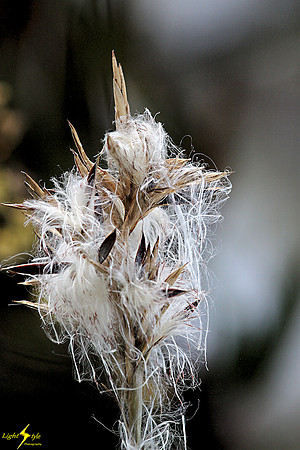 adj_0617_Hairy orchid_fb