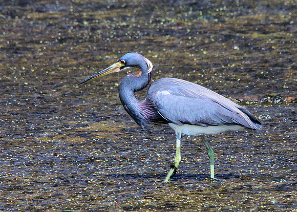 Tricolored Heron