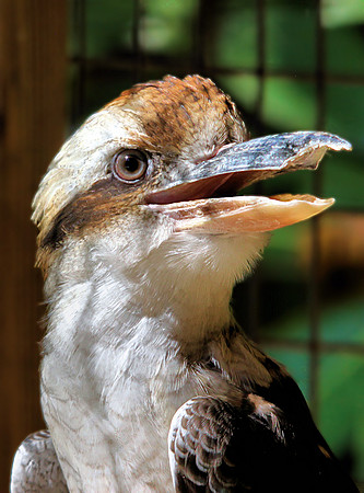 Kookaburra Laughing