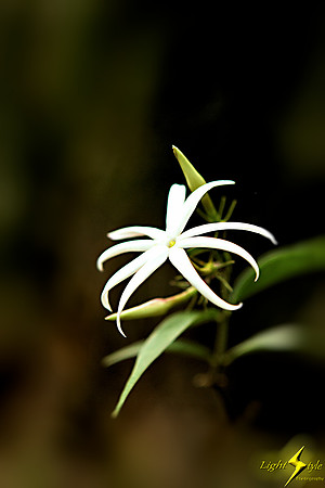 adj_9738_White star-like flower_fb