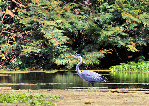 Great Blue Heron