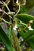 adh_0652_Tiny white orchids_fb