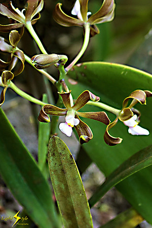 adh_0652_Tiny white orchids_fb