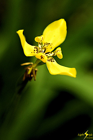 adj_9708_Small yellow orchid_fb