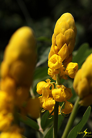 adj_Camarones flower_8409