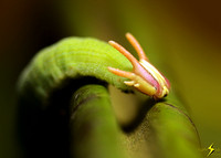 Greenhorned Caterpillar