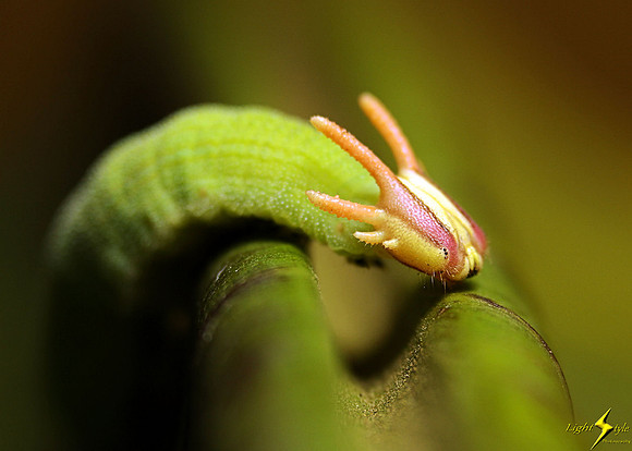 Greenhorned Caterpillar