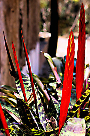 adj_0849_Red bromeliad spears_fb