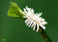 Mealybug Destroyer Beetle Larva