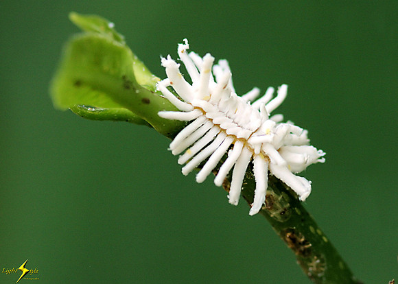 Mealybug Destroyer Beetle Larva