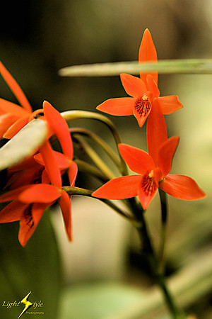 adj_9761_Tiny red cattleya_zoomed_fb