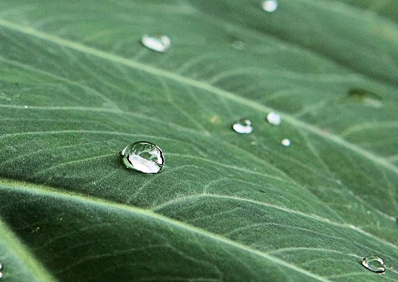 Raindrop