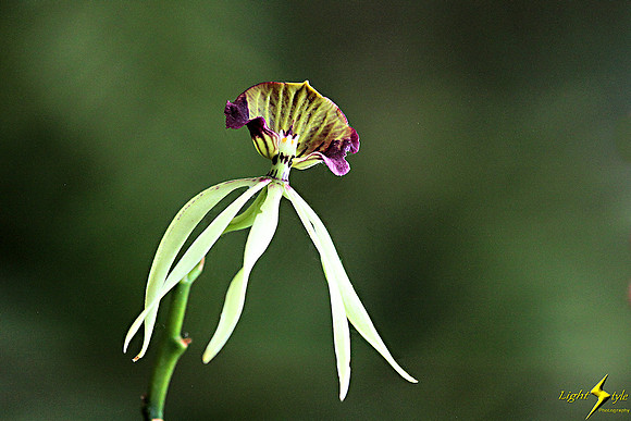 adj_0628_Tiny Purple-yellow orchid_fb