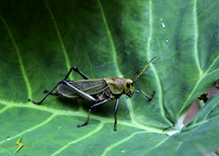 Grasshopper