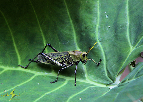 Grasshopper