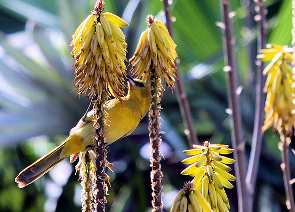 Yellow Bird II
