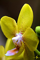 adj_0673_Yellow mottled red orchid_profile_zoomed_fb