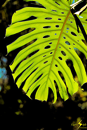 adj_9869_Sunlit green leaf_fb