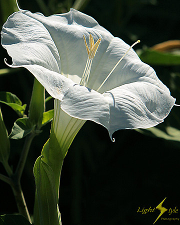 Angel's Trumpet