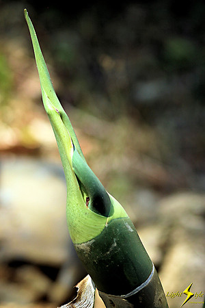 adj_0771_Green leaf sprouting_fb