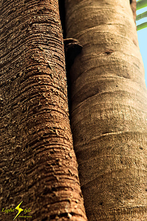 adj_9807_Tree trunk textures_fb