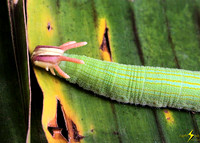 Greenhorned Caterpillar