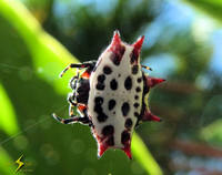 Spiny-backed Orb Weaver