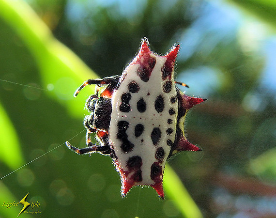 Spiny-backed Orb Weaver