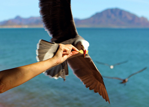 In-Flight Service