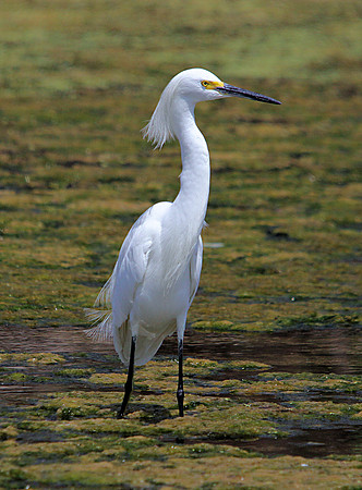 Snowy Egret